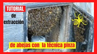 TUTORIAL 👁‍🗨 de extracción de panal de abejas con la TÉNICA PINZA ✅ ✅ [upl. by Codi]