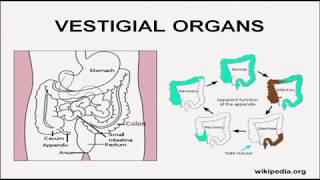 Refuting Textbook Arguments for Evolution  Part 2 [upl. by Nosaes879]