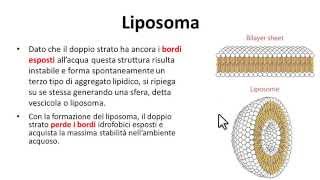 Doppio strato lipidico di membrana Bilayer fosfolipidico [upl. by Leumas]