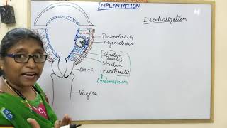 Decidualization amp Types of Decidua [upl. by Lemart590]