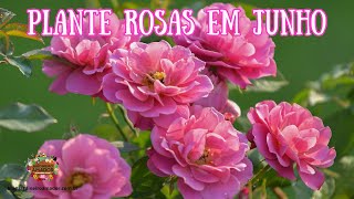 Junho o Mês Perfeito Para Você Plantar Rosas [upl. by Lonergan]