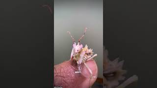 Cool mantis species mantisorchidmantiswildlifefascinatinganimalsanimals [upl. by Jewelle]