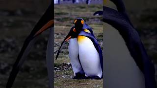 Penguin Engagement Ritual  Penguin Stealing Habits [upl. by Nakah373]