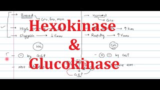 2 Hexokinase and Glucokinase [upl. by Aseek]