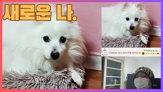 아이젠이 전하는 새로운나동물교감강아지교감강아지환생환생하는 강아지교감신청은 카톡knj8801로 안내 받으실수 있습니다 [upl. by Hsekin]