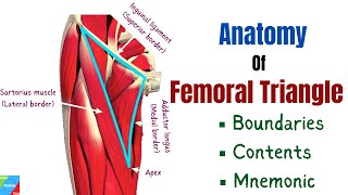 Femoral Triangle  Borders Contents and Mnemonics  Human Anatomy [upl. by Shandeigh]