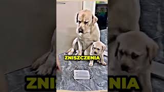 PSIA MAMA STANĘŁA W OBRONIE SWOJEGO SYNKA😱🐶 [upl. by Teagan735]