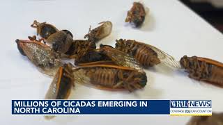 Millions of cicadas emerging in North Carolina [upl. by Merchant]