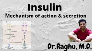 Insulin  Mechanism of secretion  Mechanism of action [upl. by Bethany]