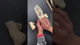 47 Foot Tarsals Metatarsals Phalanges [upl. by Firahs]