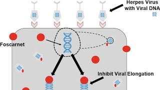 Pharmacology of Foscarnet  Clinical uses Antiviral activity Mechanism of action Side effects [upl. by Nathan]