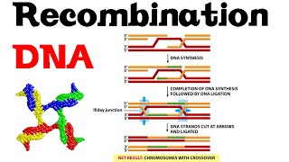 DNA recombination basic [upl. by Collin619]