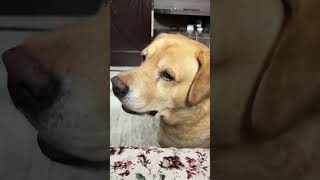 Funny dog video 😂😂😂😂😂😂😂😂 [upl. by Kotto946]