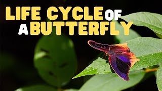 Life Cycle of a butterfly  Butterflies for Kids  Learn the 4 stages of the butterfly life cycle [upl. by Ellenuahs551]