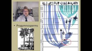 How did the first seed plants the Gymnosperms evolve [upl. by Pamela]