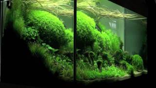 Aquascaping  Aquarium Ideas from The Art of the Planted Aquarium 2011 part 1 [upl. by Zoellick]