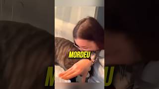 Os Melhores Momentos dos Gatos😹 curiosidades gatos [upl. by Yelyk]