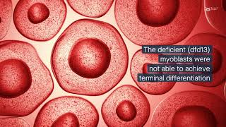 PI3KAkt signaling disruption affects autophagy in dystrophindeficient myoblasts [upl. by Drawd]