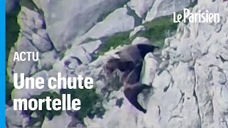 Deux ours font une chute impressionnante après un combat à flanc de montagne en Espagne [upl. by Nivlag]