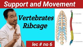 Vertebral column and Ribcage Anatomy lectureviralvideo [upl. by Lisab]