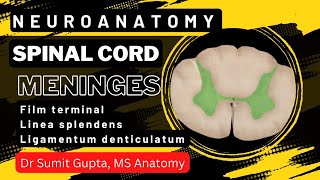 SPINAL CORD  Part1  Features  Meninges [upl. by Certie917]