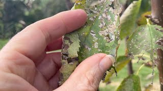 Dealing with Cherry Slug on Fruit Trees using Organic Methods on my Permaculture Farm [upl. by Souza]