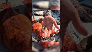 Extracting the iris out of a Yelloweye Rockfish These fish live in the deep waters of SE Alaska fy [upl. by Yluj]