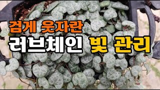 러브체인 잎이 어두워지고 웃자란다면 빛 관리가 필요합니다 엉클플랜트 식물키우기 러브체인 [upl. by Hehre882]