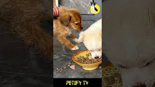 Puppy Food 🐶💕Petify Food Review Shrot dog puppy shorts review dogvideo cute Food [upl. by Dorehs]