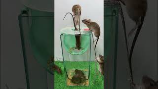 safe mouse trap from glass box  best mouse trap ideas [upl. by Elrod507]