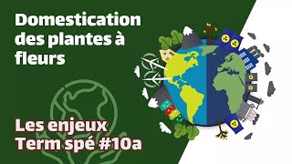 Domestication des plantes à fleurs  SVT  ENJEUX Term spé 10a  Mathrix [upl. by Dorreg295]