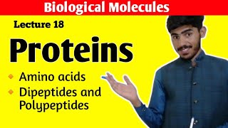 Proteins Class 11 Biology  Amino Acids  Dipeptides and Polypeptides  Biological Molecules Chap 2 [upl. by Nivloc754]