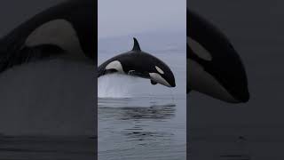 The only way to watch orcas IN THE WILD ocean orca wildandfree [upl. by Iahs877]