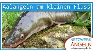 Aalangeln am kleinen Fluss [upl. by Eicyac]