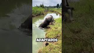 Este BÚFALO desaparece BAJO el AGUA 😱 [upl. by Eimrej]