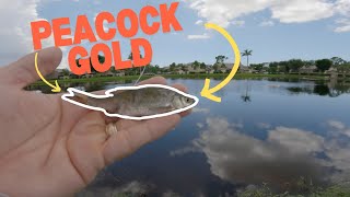 Fort Myers Peacock Live Shiners [upl. by Eveiveneg]