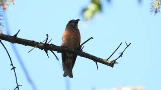 Red Crossbill at the Morton arboretum 1 [upl. by Eerased]