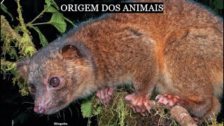 ORIGEM DOS ANIMAIS [upl. by Erlond]