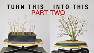 Turn Japanese Maple Seedlings into a Clump Style Bonsai Part 2  BonsaiU [upl. by Winikka543]