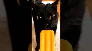 Black cat activities cat pets funnypets funnycats shorts [upl. by Ignatius]