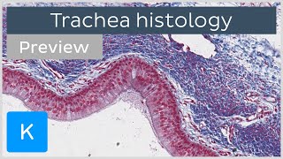 Trachea cells tissues histology slides preview  Human histology  Kenhub [upl. by Rudiger]