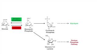 Glycogen Synthesis Glycogenesis Pathway [upl. by Reidar600]