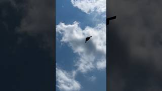 B2 Stealth bomber flyover [upl. by Mani830]