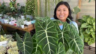 PLANTAS DE ALOCASIA CUIDADOS Y SUSTRATO [upl. by Bocock]