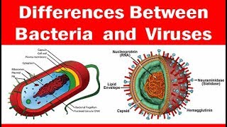 Viruses vs Bacteria  Whats The Difference [upl. by Ynneg]