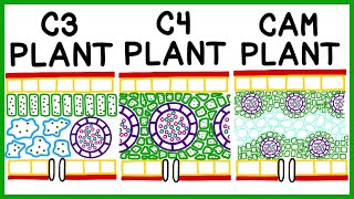 C3 C4 and CAM Plant Photosynthesis amp Photorespiration [upl. by Watters466]