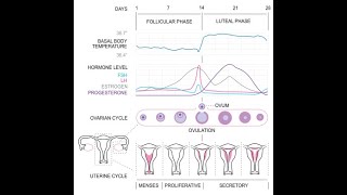 Ovarian cycle [upl. by Dayir]