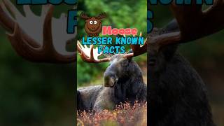 5 Epic Moose Facts You Never Knew moosefacts epicmoosefacts [upl. by Aicilehp]