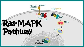 RasMAPK pathway  RasMAPK in cancer  The MAP Kinase MAPK signalling pathway [upl. by Norvan794]