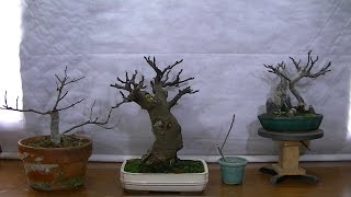 Higueras Ficus Carica [upl. by Gnel]